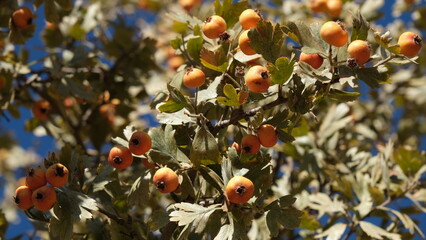 Autumn fruits ripening on wild hawthorn tree