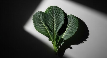 Dramatic Botanical Study of Vibrant Green Leaves with Striking Shadow Play and Light