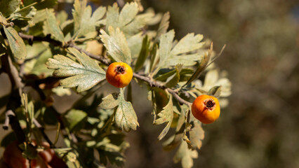 Autumn fruits ripening on wild hawthorn tree