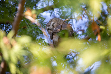 Northern Saw-whet Owl in a cedar tree.