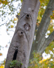 Eastern Screech Owl in a hole