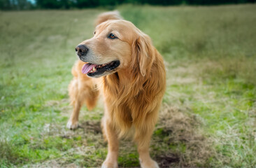 2025-09-20 A GOLDEN RETRIEVER STANDING ON A OPEN FIELD LOOKING TO THE RIGHT WITH A BEAUTIFUL COAT AND NICE EYES AT THE OFF LEASH DOG PARK AT MARYMOOR IN REDMOND WASHINGTON