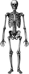 Detailed Human Skeleton Anatomy Illustration. Full body view of the human skeletal system for medical and educational purposes.
