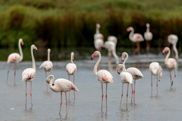 Group of Greater flamingos (Phoenicopterus roseus) in the shallow water of a lagoon in the Camargue, France.