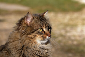 Close-up of a stunning long-haired cat with captivating yellow eyes, looking elegant.