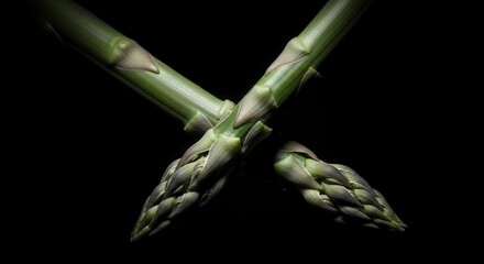 Elegant Cross of Fresh Asparagus Stems Isolated on a Deep Black Background