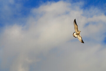 A seagull flies high in a beautiful, bright blue sky filled with puffy white clouds.