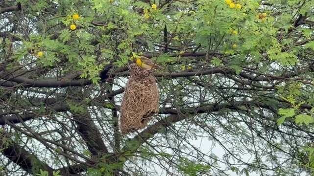 The baya weaver bird making their nest with atmost precision in Solapur district, Maharashtra, India