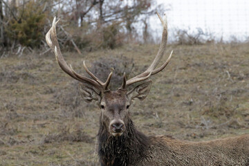 A magnificent red deer stag proudly displays its impressive antlers in a natural habitat.
