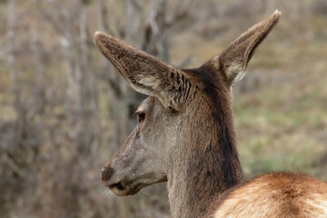 A close-up shot captures the graceful profile of a deer with attentive ears.