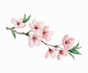 Cherry blossom watercolor branch.
