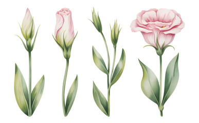 Pink lisianthus watercolor bloom with soft green leaves. Hand painted lisianthus buds and flowers in pastel tones.