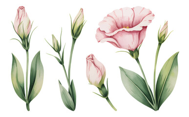 Pink lisianthus watercolor bloom with soft green leaves. Hand painted lisianthus buds and flowers in pastel tones.