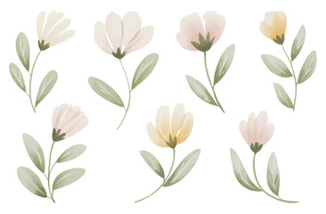 Watercolor tulip blossoms in soft pink and yellow tones. Tulip flowers with subtle gradient petals and leaves.
