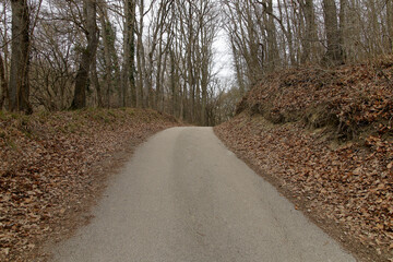 Obraz premium A winding road through a forest with autumn leaves creates a peaceful setting for a scenic drive.