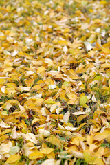 A vibrant mix of yellow and orange leaves covers the ground in a park The scene captures the beauty of autumn showcasing fallen leaves amidst grass