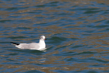 A beautiful black-headed gull floating on the serene water surface during a bright, sunny day.