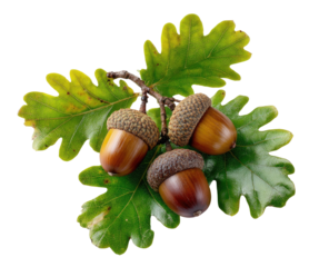 Close-up of three acorns atop a branch with vibrant green oak leaves, against a black background.  The acorns display varying shades of brown, nestled together. 
