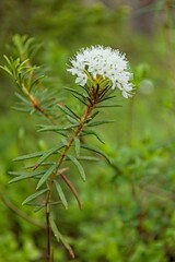 Closeup of Marsh Labrador Tea (rhododendron tomentosum) in swamp in summertime, Nuuksio, Espoo, Finland.