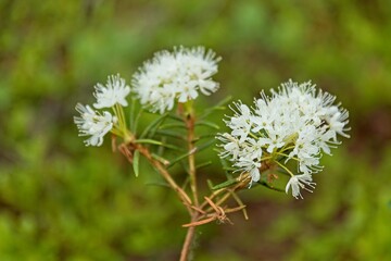 Closeup of Marsh Labrador Tea (rhododendron tomentosum) in swamp in summertime, Nuuksio, Espoo, Finland.
