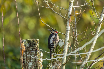 Danish birds at the feeding table: White-throated Sparrow, House Sparrow, Woodpecker