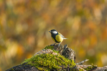 Danish birds at the feeding table: White-throated Sparrow, House Sparrow, Woodpecker