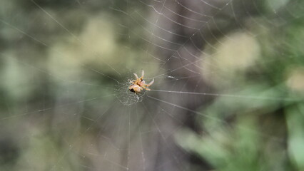 A spider in the center of the web. Blurred background.