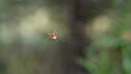 A spider in the center of the web. Blurred background.