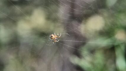 A spider in the center of the web. Blurred background.