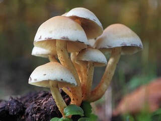 Pilze in einer Gruppe