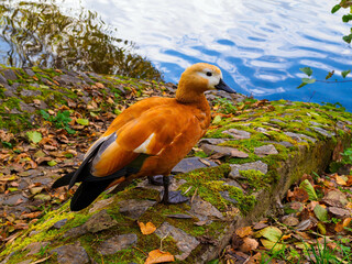 Red-rumped duck Tadorna ferruginea at the shore of a pond