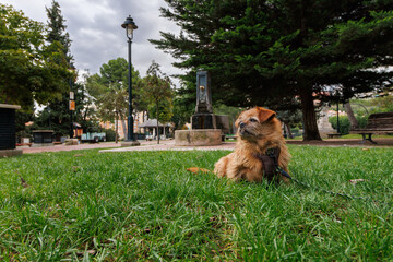 Perra Nami mestiza en el c&eacute;sped del Parque del Paseo de Cervantes, Alcoy