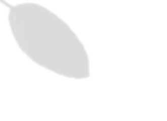 Oval Leaf Soft Shadow