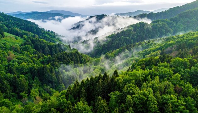 Misty Green Forest Valley With Soft Light Emerging Through Trees At Sunrise Overlooking Rolling Hills With Dense Evergreen Foliage And Soft Clouds Above