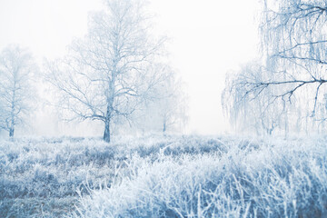 Frost-covered trees and grass in winter forest at foggy sunrise.