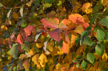 Autumn sketch of beautiful leaves 
