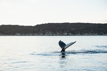 Naklejka premium Humpback whale dives and shows his tail in Atlantic ocean, western Greenland. Wildlife of Greenland.