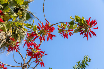 Close-up of vibrant red Erythrina corallodendron flowers against a clear blue sky, showcasing the...
