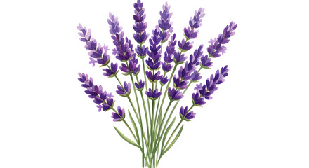 Fototapeta premium Watercolor lavender bouquet isolated on transparent background, a beautiful floral design