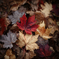 autumn leaves on the ground