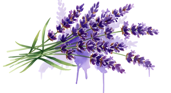 Watercolor illustration of a lavender bouquet isolated on transparent background - Powered by Adobe