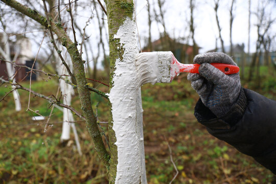 a girl is whitewashing trees