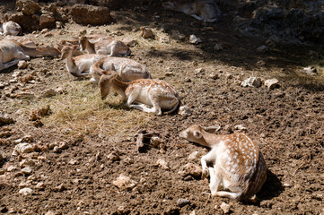 Group of Deer Resting on Dry Ground in Forest Shade