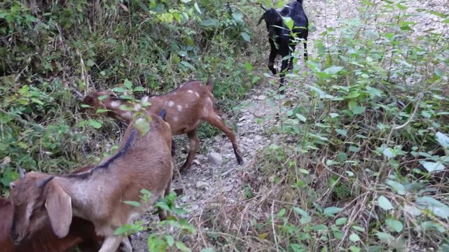 Village Pahadi goats close up in lush Uttarakhand forest.