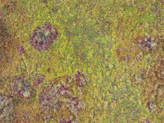 Aerial drone view of a pristine bog in Estonia, a beautiful wetland landscape with colorful green, yellow, and red moss textures.