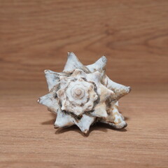 Detailed close-up of a spiky, weathered seashell resting on a wooden surface
