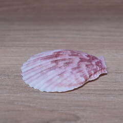 Close-up shot of a delicate pink and white seashell resting gracefully on a textured wooden background, highlighting its intricate natural patterns and serene colors, perfect for natural decor