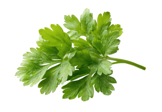 Close-up of fresh parsley leaves, vibrant green,  with detailed leaf edges, isolated on black