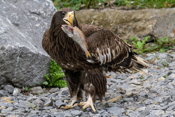 juvenile Steller's sea eagle (Haliaeetus pelagicus) eating a fish