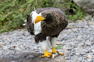 Steller's sea eagle (Haliaeetus pelagicus) eating a fish
